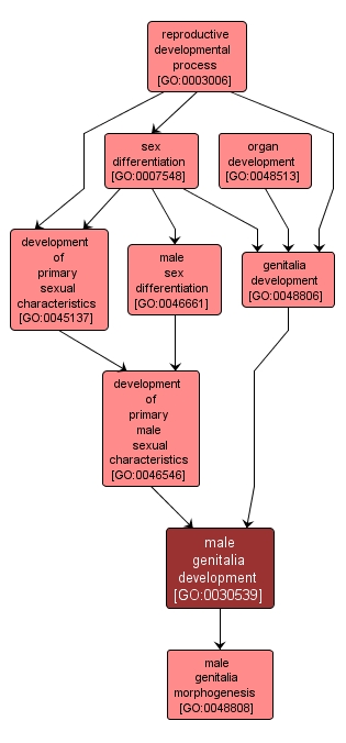 GO:0030539 - male genitalia development (interactive image map)