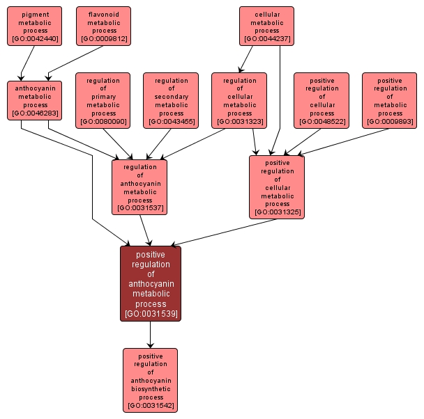 GO:0031539 - positive regulation of anthocyanin metabolic process (interactive image map)