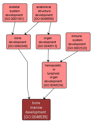 GO:0048539 - bone marrow development (interactive image map)