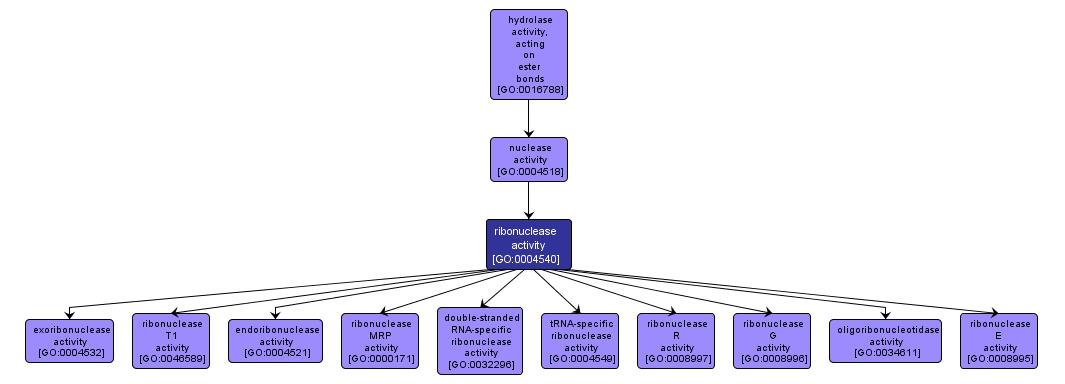 GO:0004540 - ribonuclease activity (interactive image map)