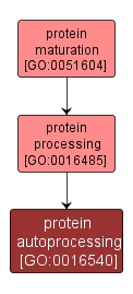 GO:0016540 - protein autoprocessing (interactive image map)