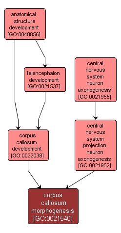 GO:0021540 - corpus callosum morphogenesis (interactive image map)