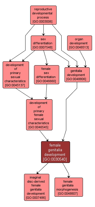 GO:0030540 - female genitalia development (interactive image map)