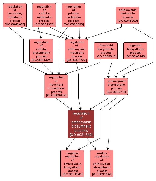 GO:0031540 - regulation of anthocyanin biosynthetic process (interactive image map)