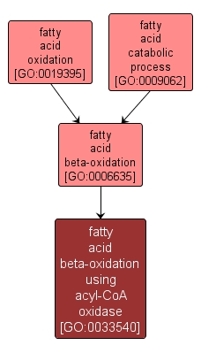 GO:0033540 - fatty acid beta-oxidation using acyl-CoA oxidase (interactive image map)