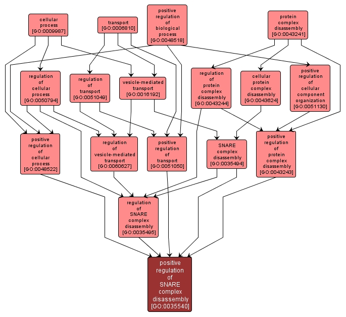 GO:0035540 - positive regulation of SNARE complex disassembly (interactive image map)