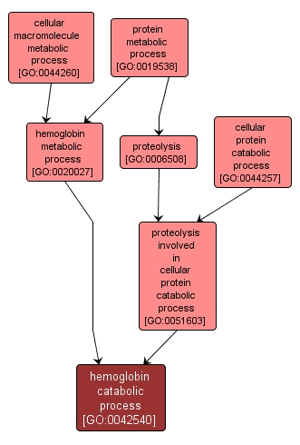 GO:0042540 - hemoglobin catabolic process (interactive image map)