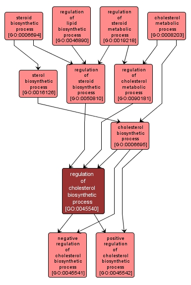 GO:0045540 - regulation of cholesterol biosynthetic process (interactive image map)