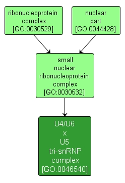 GO:0046540 - U4/U6 x U5 tri-snRNP complex (interactive image map)