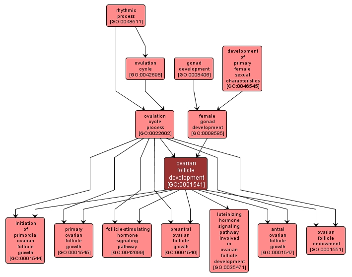 GO:0001541 - ovarian follicle development (interactive image map)