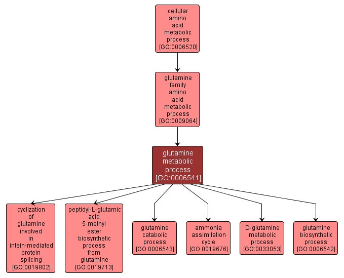 GO:0006541 - glutamine metabolic process (interactive image map)