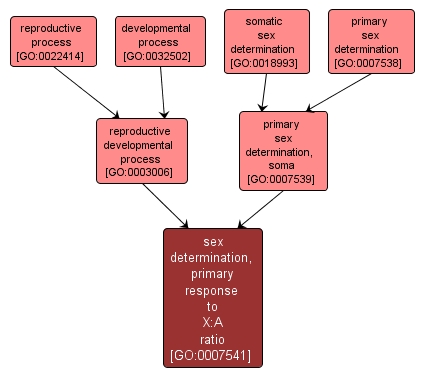 GO:0007541 - sex determination, primary response to X:A ratio (interactive image map)