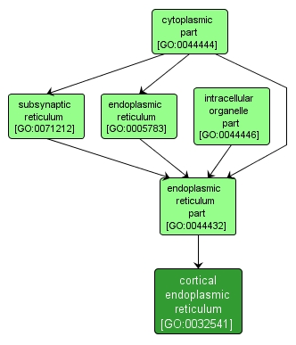 GO:0032541 - cortical endoplasmic reticulum (interactive image map)