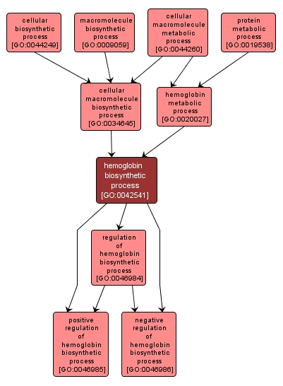 GO:0042541 - hemoglobin biosynthetic process (interactive image map)