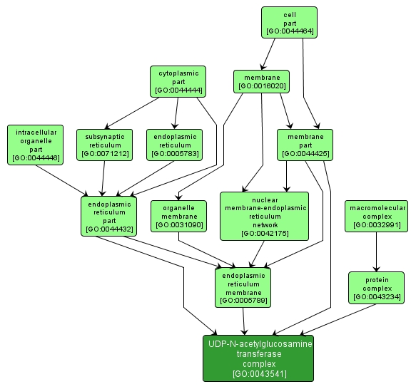 GO:0043541 - UDP-N-acetylglucosamine transferase complex (interactive image map)