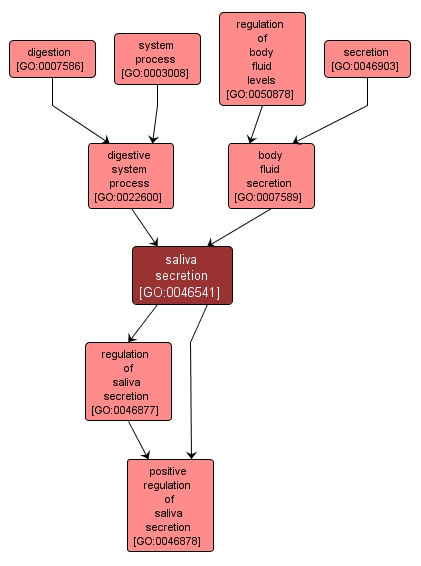 GO:0046541 - saliva secretion (interactive image map)