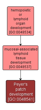 GO:0048541 - Peyer's patch development (interactive image map)