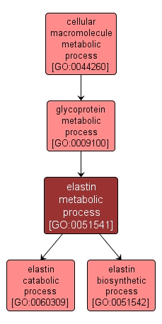 GO:0051541 - elastin metabolic process (interactive image map)