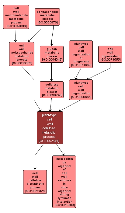 GO:0052541 - plant-type cell wall cellulose metabolic process (interactive image map)