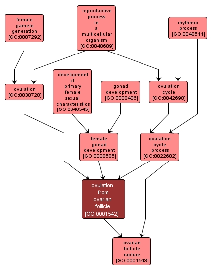 GO:0001542 - ovulation from ovarian follicle (interactive image map)