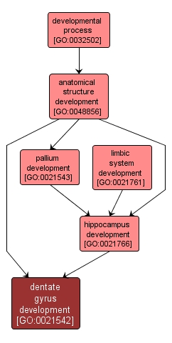 GO:0021542 - dentate gyrus development (interactive image map)