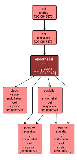 GO:0043542 - endothelial cell migration (interactive image map)