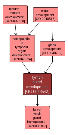 GO:0048542 - lymph gland development (interactive image map)