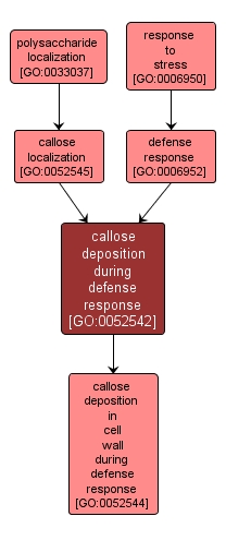 GO:0052542 - callose deposition during defense response (interactive image map)