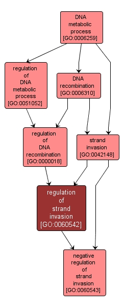 GO:0060542 - regulation of strand invasion (interactive image map)
