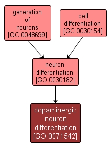GO:0071542 - dopaminergic neuron differentiation (interactive image map)