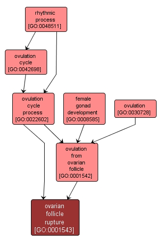 GO:0001543 - ovarian follicle rupture (interactive image map)