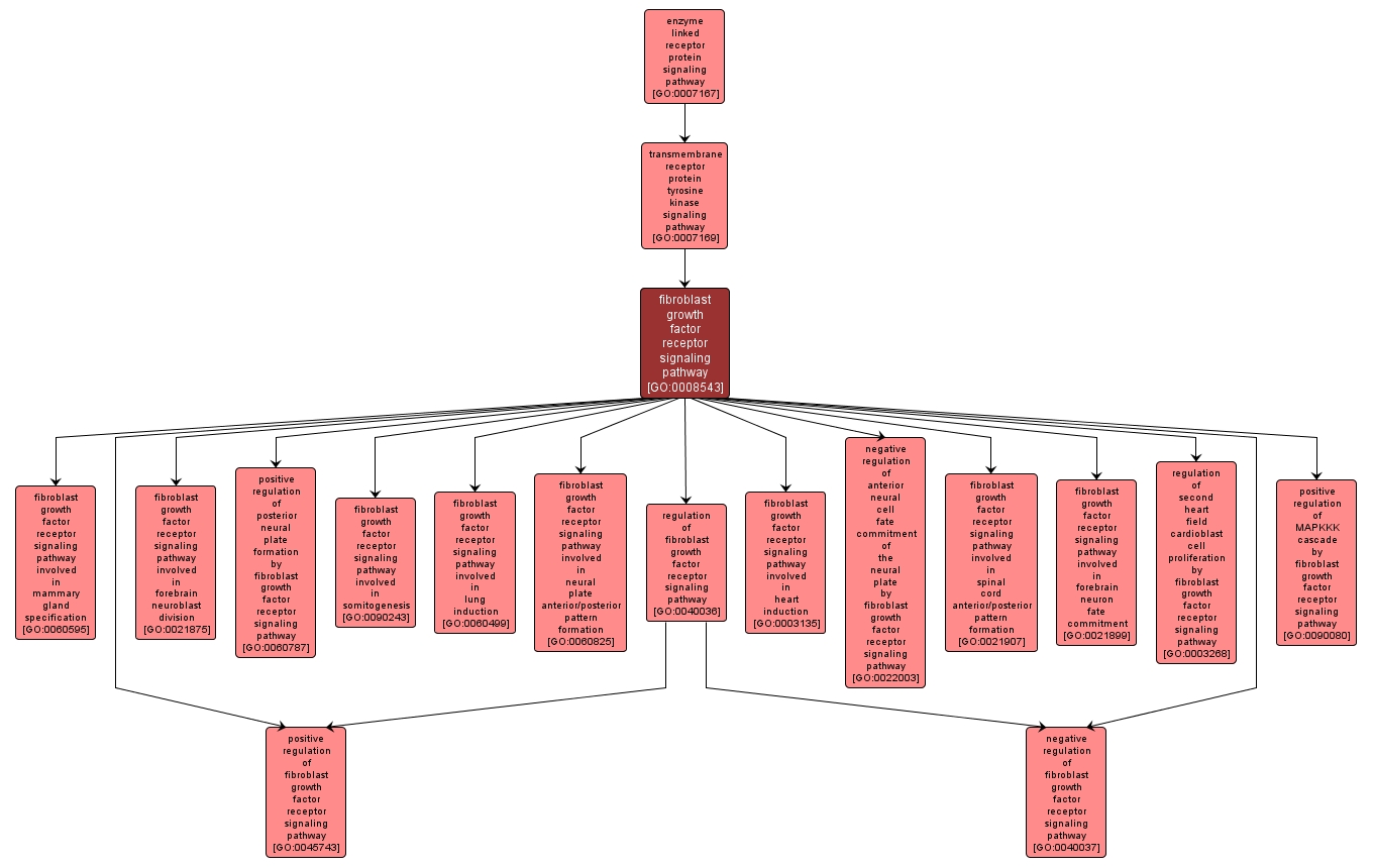 GO:0008543 - fibroblast growth factor receptor signaling pathway (interactive image map)