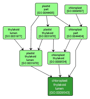 GO:0009543 - chloroplast thylakoid lumen (interactive image map)