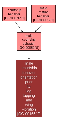 GO:0016543 - male courtship behavior, orientation prior to leg tapping and wing vibration (interactive image map)