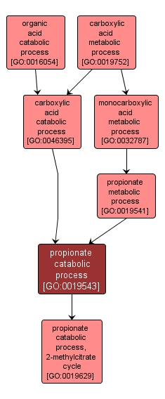GO:0019543 - propionate catabolic process (interactive image map)