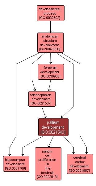 GO:0021543 - pallium development (interactive image map)