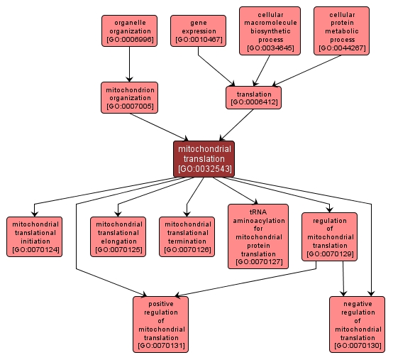 GO:0032543 - mitochondrial translation (interactive image map)