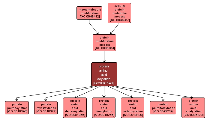 GO:0043543 - protein amino acid acylation (interactive image map)