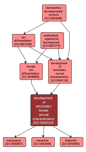 GO:0046543 - development of secondary female sexual characteristics (interactive image map)