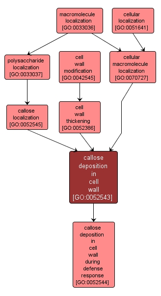 GO:0052543 - callose deposition in cell wall (interactive image map)