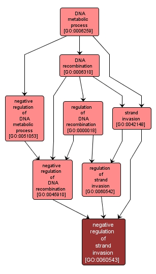 GO:0060543 - negative regulation of strand invasion (interactive image map)