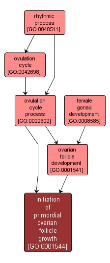 GO:0001544 - initiation of primordial ovarian follicle growth (interactive image map)