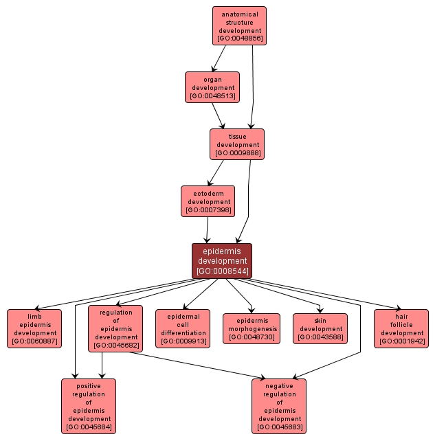 GO:0008544 - epidermis development (interactive image map)