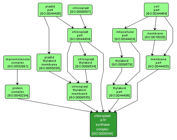 GO:0009544 - chloroplast ATP synthase complex (interactive image map)