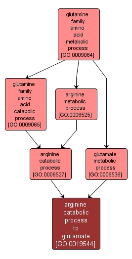 GO:0019544 - arginine catabolic process to glutamate (interactive image map)