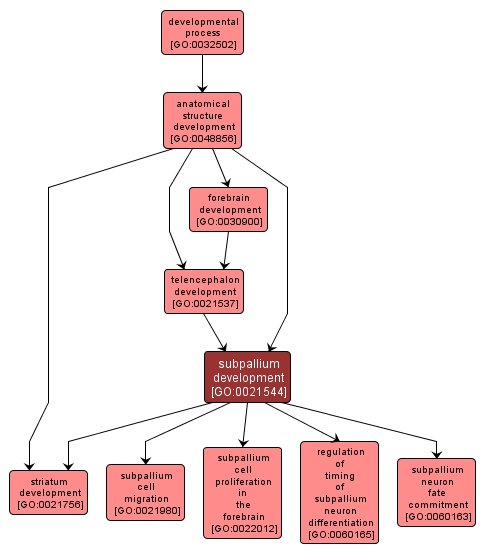 GO:0021544 - subpallium development (interactive image map)