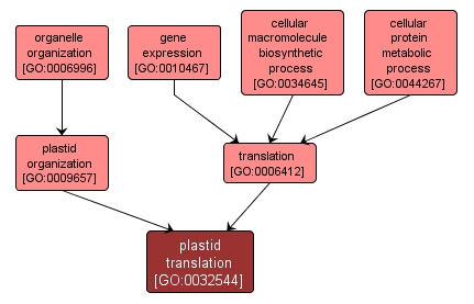 GO:0032544 - plastid translation (interactive image map)