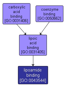 GO:0043544 - lipoamide binding (interactive image map)