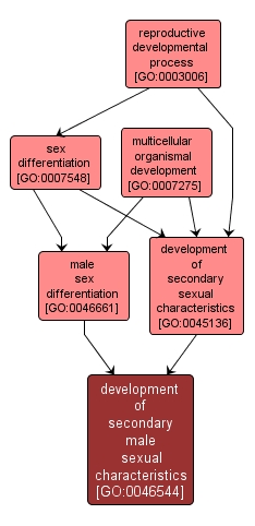 GO:0046544 - development of secondary male sexual characteristics (interactive image map)