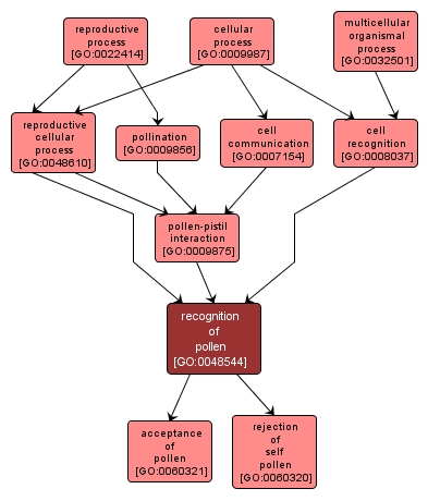 GO:0048544 - recognition of pollen (interactive image map)